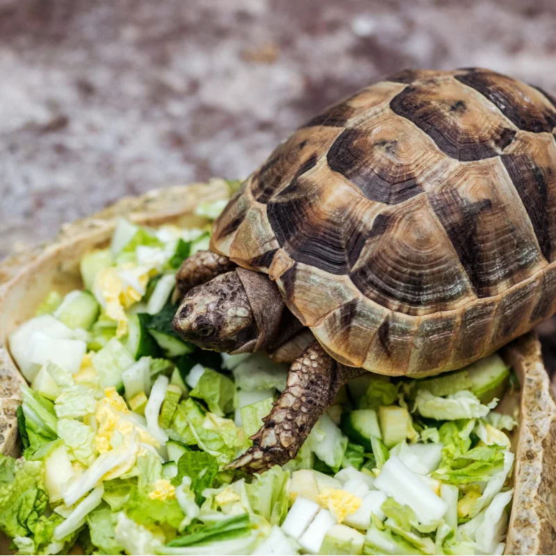 What Do Box Turtles Eat?
