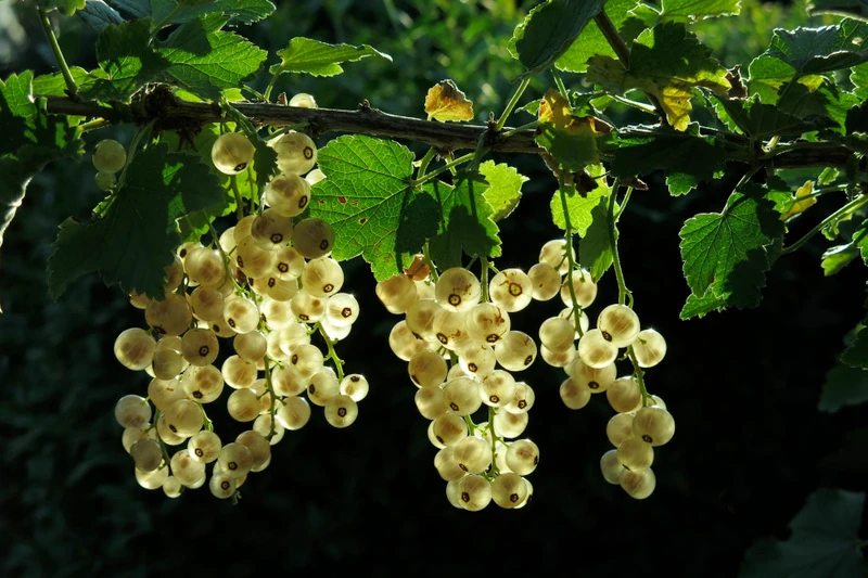 Wax Apple