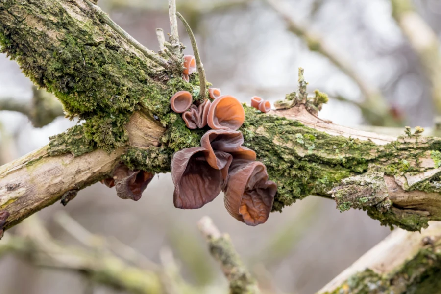 Wood Ear Mushroom