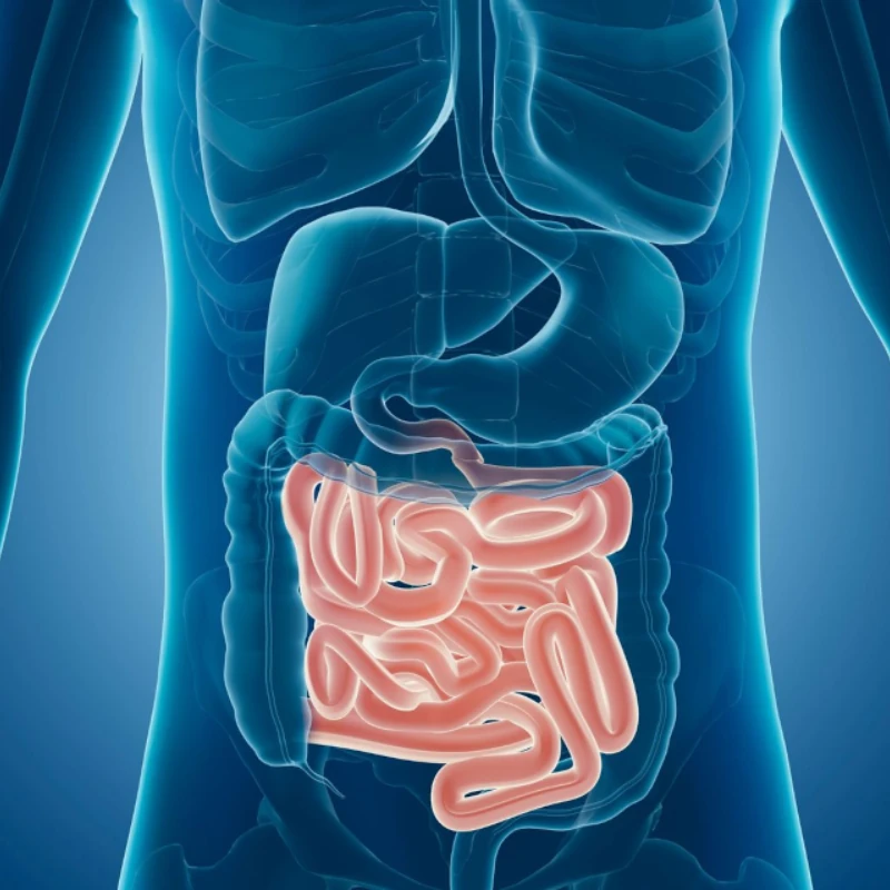 How is Small Intestine Designed to Absorb Digested Food