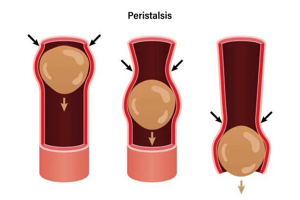 Peristalsis