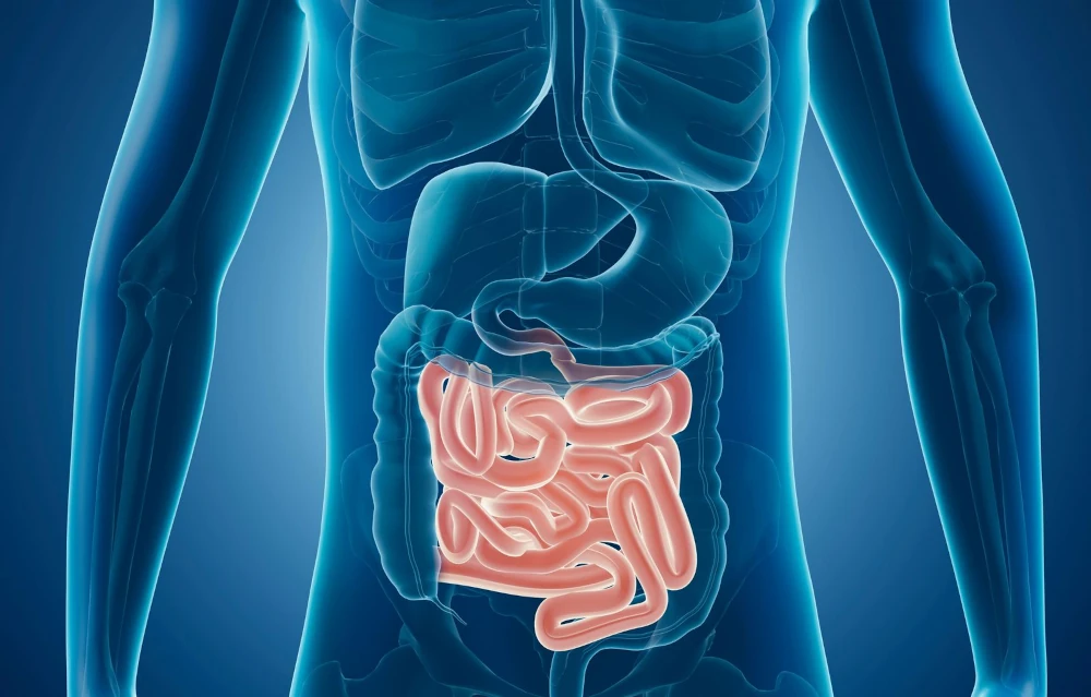 Small Intestine Designed